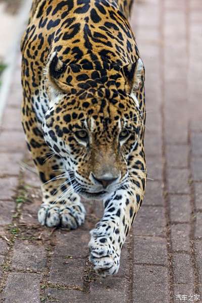 長沙動物園的豹子非常兇猛也挺呆萌的哦