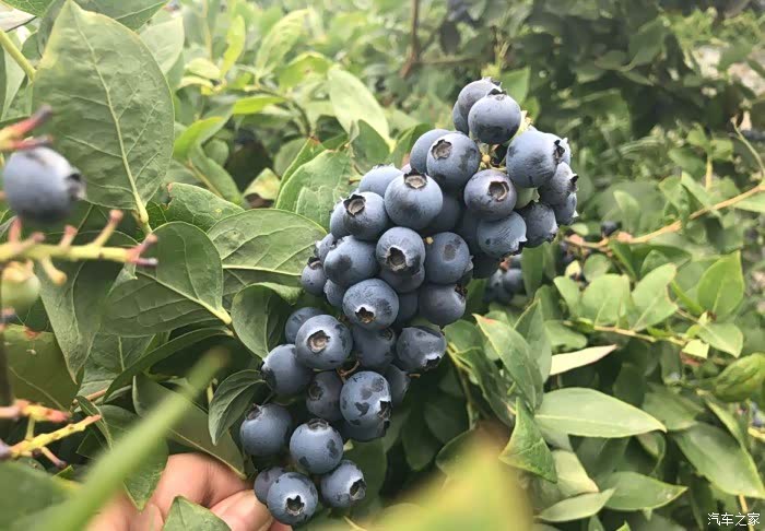 一颗颗的蓝莓甜甜蜜蜜蓝莓庄园新体验