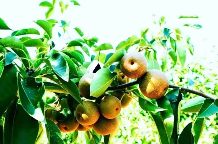 果园里的大丰收