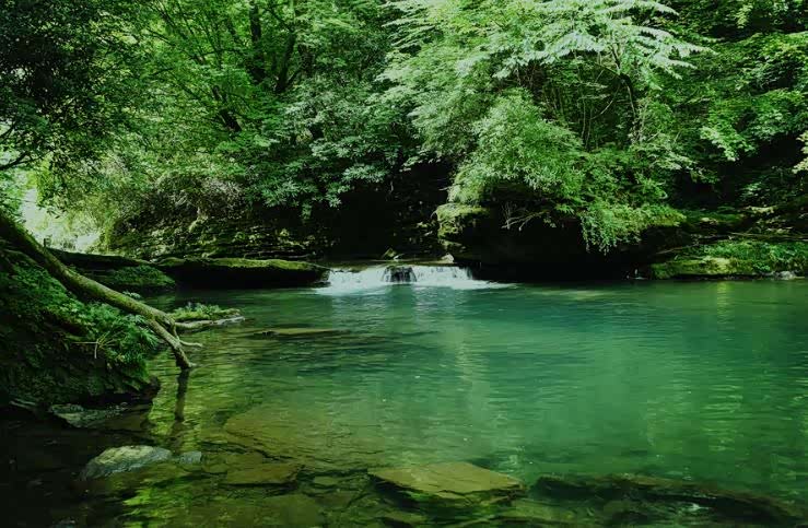 满眼绿的夏天,看着就清凉.