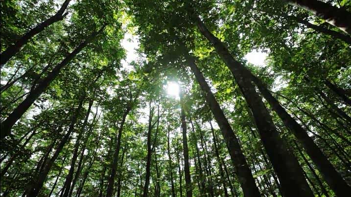 多年树木已成林