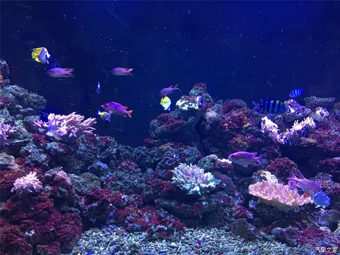 【辽宁长安车友俱乐部】圣亚海洋世界