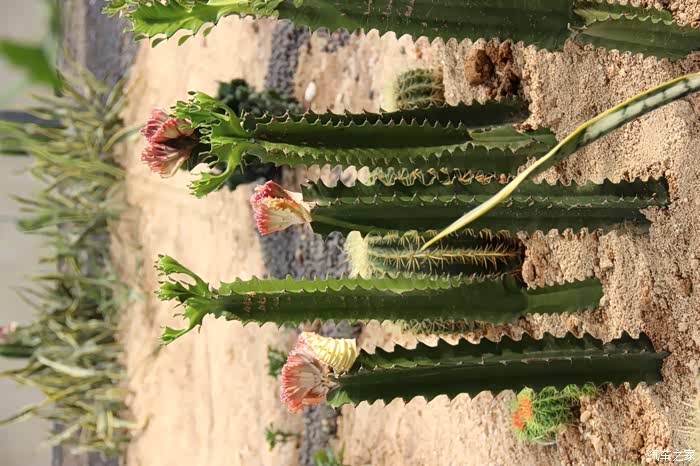 【山东长安车友会】自驾逸动游植物园