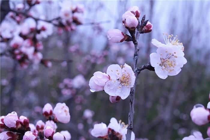 雨景桃花影斑驳,朦胧一半,绯红一半