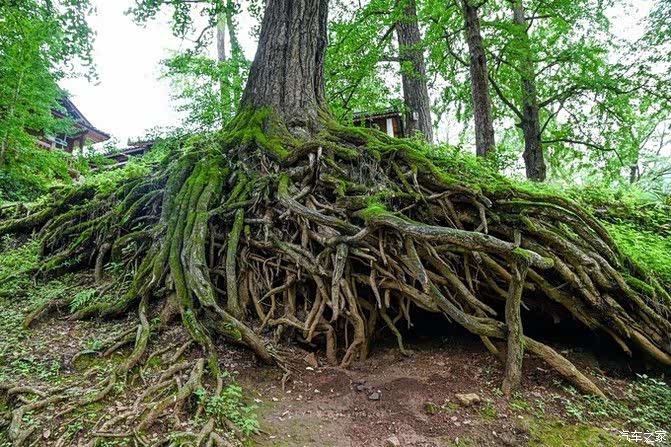 纵横交错的银杏树根