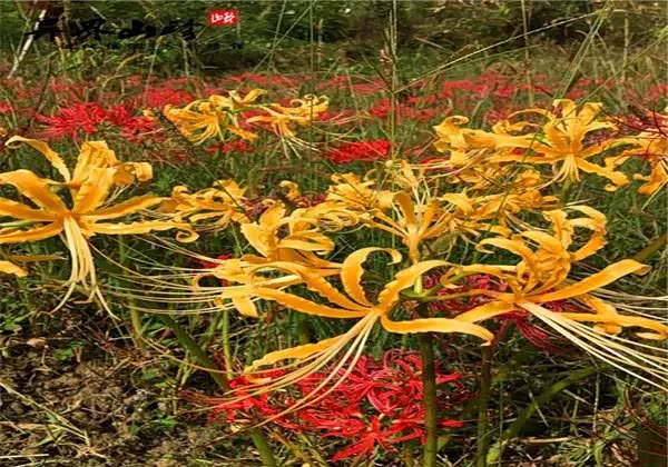 金花石蒜为原生台湾的球根花卉,因花色金黄故称金花