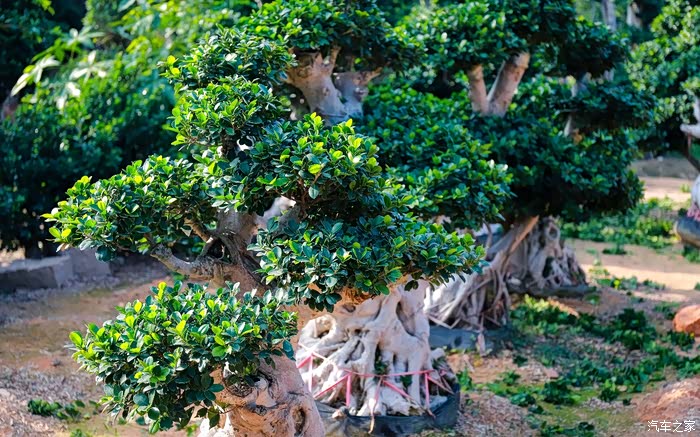 小型艺术造型榕树可爱有加