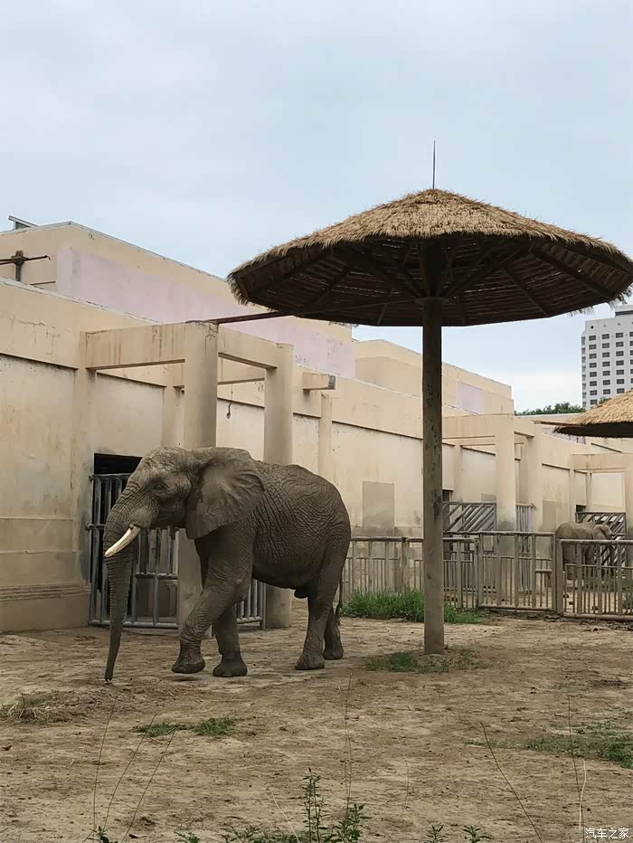北京动物园里的大动物们.