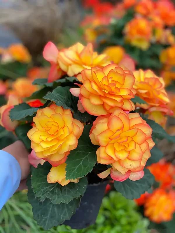 十一月秋高气爽,正是适合养这种花的季节——夫妻海棠花