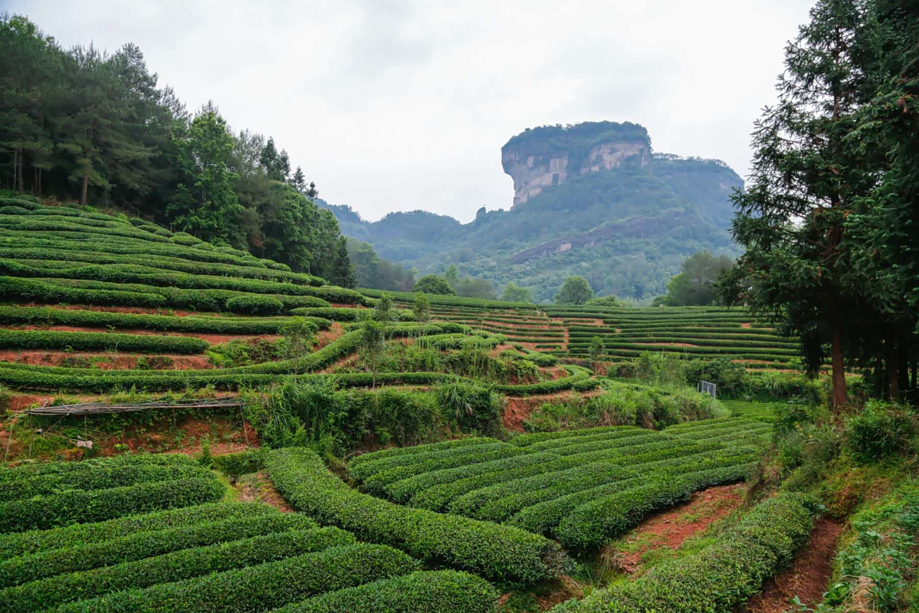 【图】武夷山集山岳,河川风景于一身,奇,秀,美,古兼而有之_aria fxe