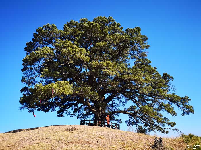 千年龙树景点.这么颗古树,真容易.