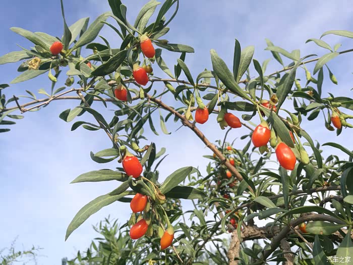 宁夏行参观红玛瑙枸杞观光园