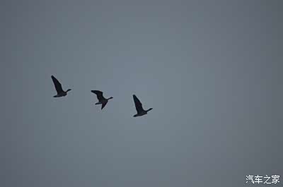 三只掉队的大雁
