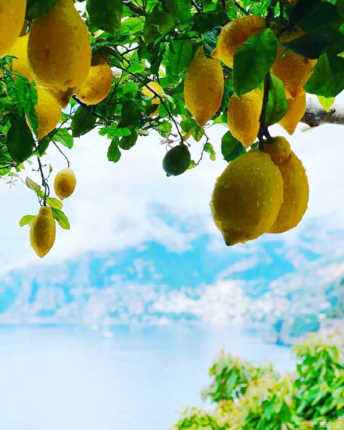 柠檬树上柠檬果,柠檬树下你和我——意大利阿马尔菲海岸.