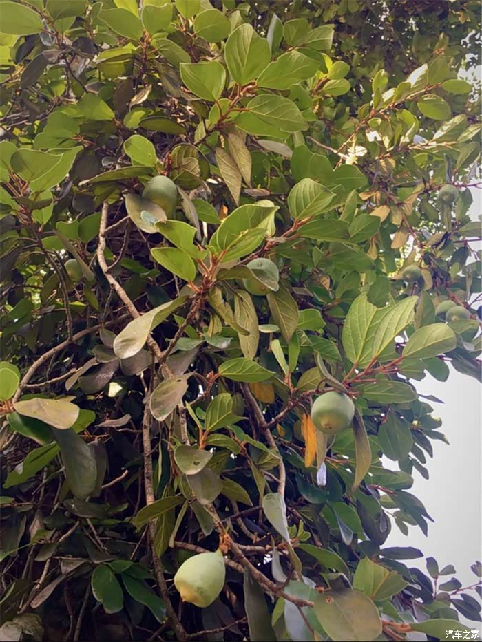 这公园有很多果树这是凉粉果树