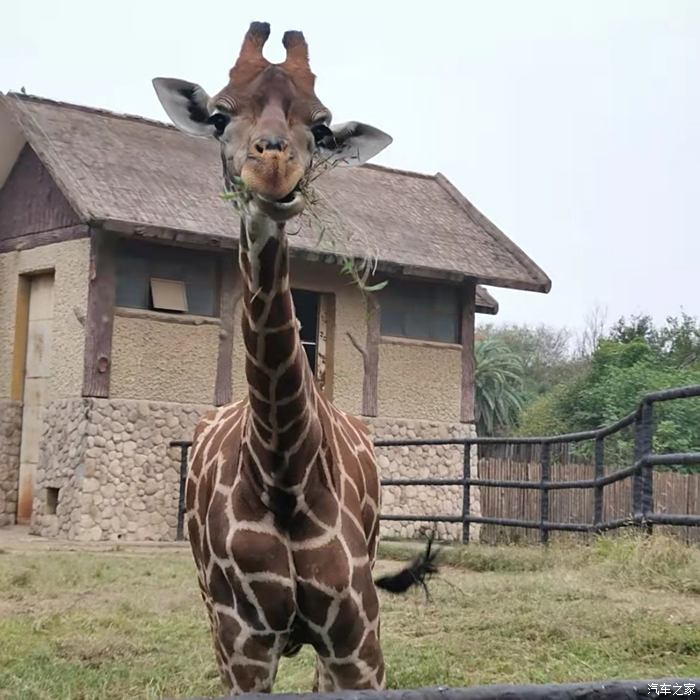 元旦開心自駕遊第二天帶娃南昌動物園跟大傢伙近距離接觸