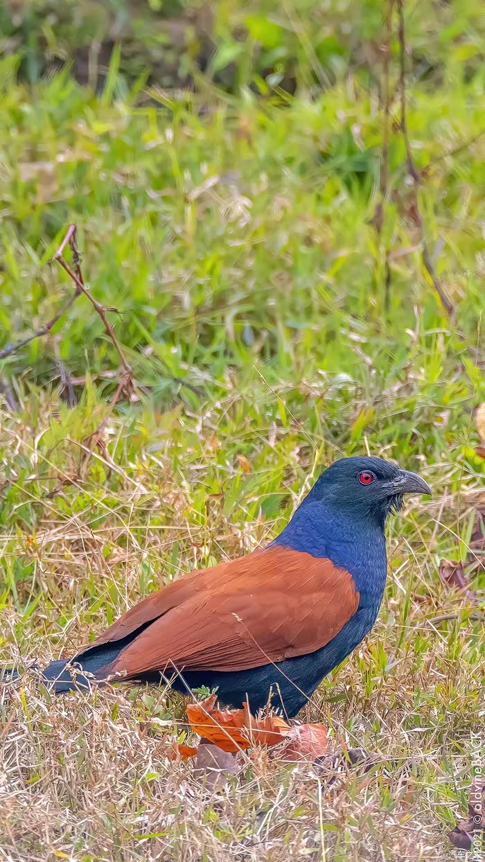 福建龙岩的野生鸟类