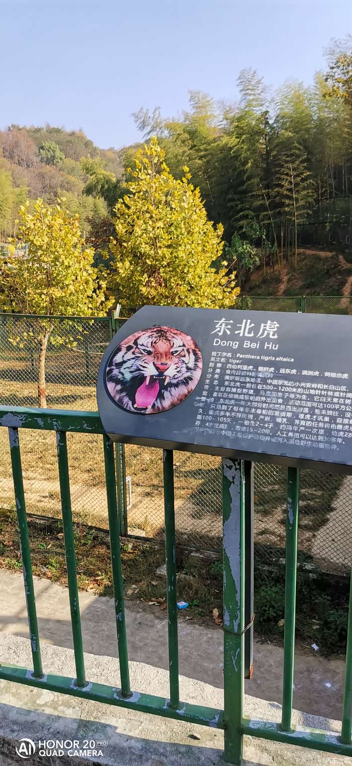 我与虎8的故事三男四女游诸仙洞野生动物园申精