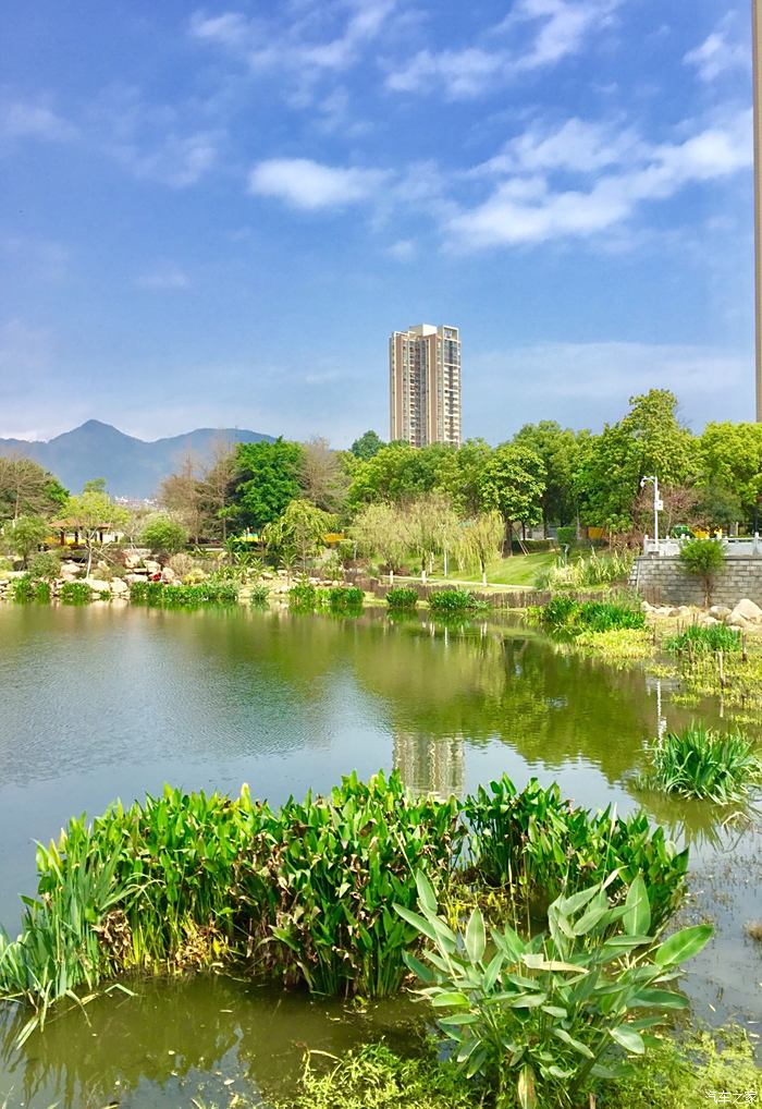 琴亭湖公园图片