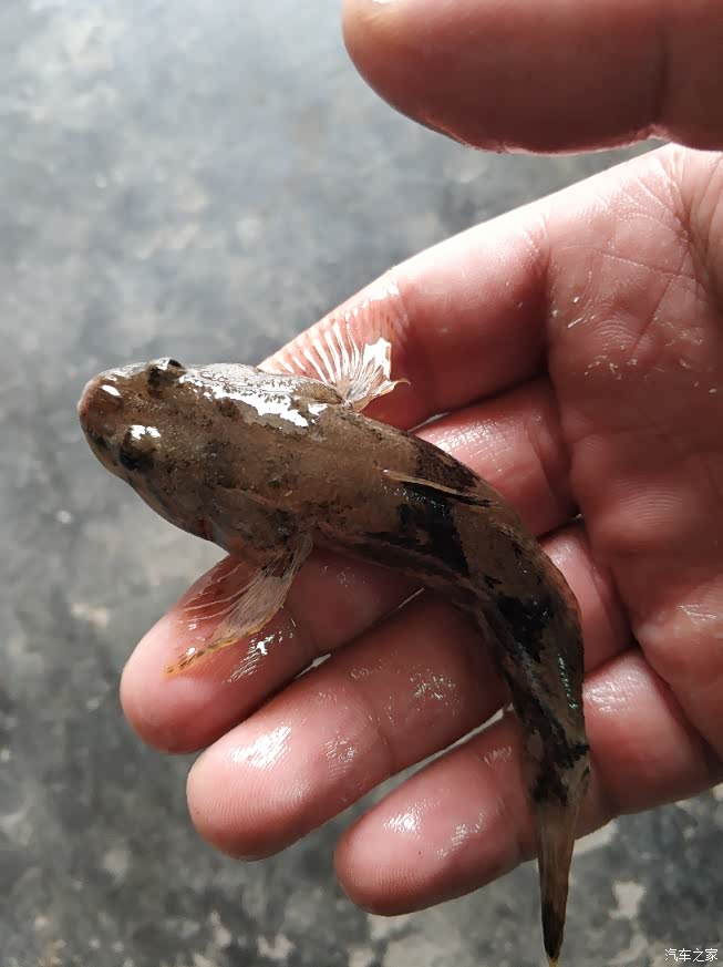 叫笋壳鱼,不过一般都很小