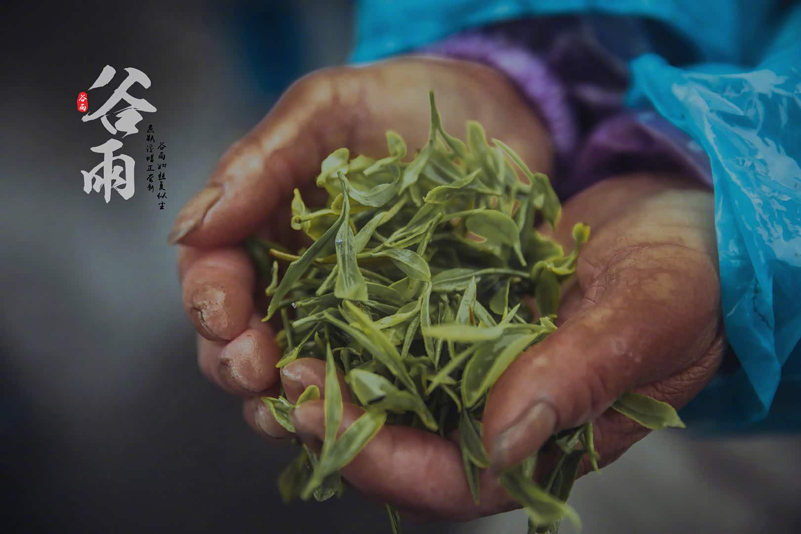 谷雨时节 雨前龙井