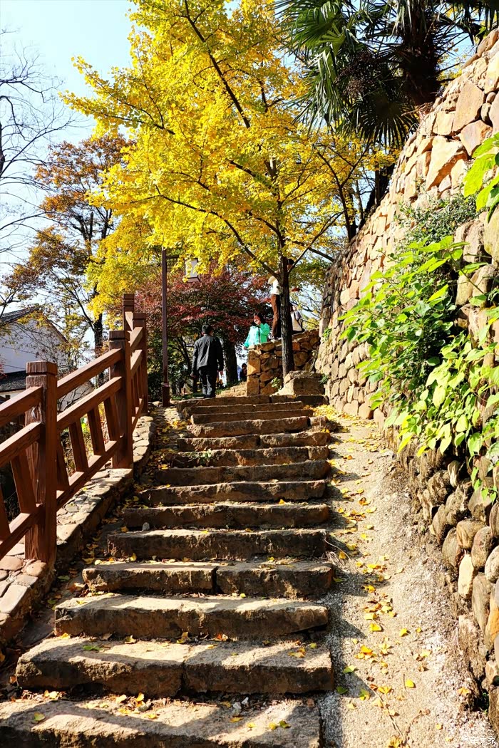 爱车作业大征集走进十里古银杏长廊