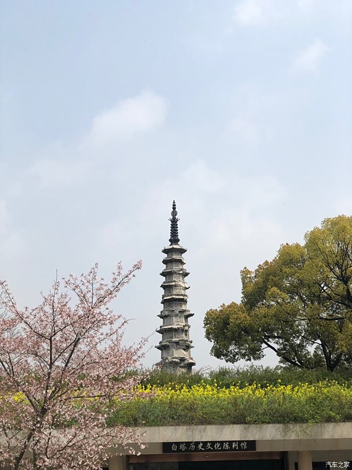 杭州白塔公園賞櫻花看美女