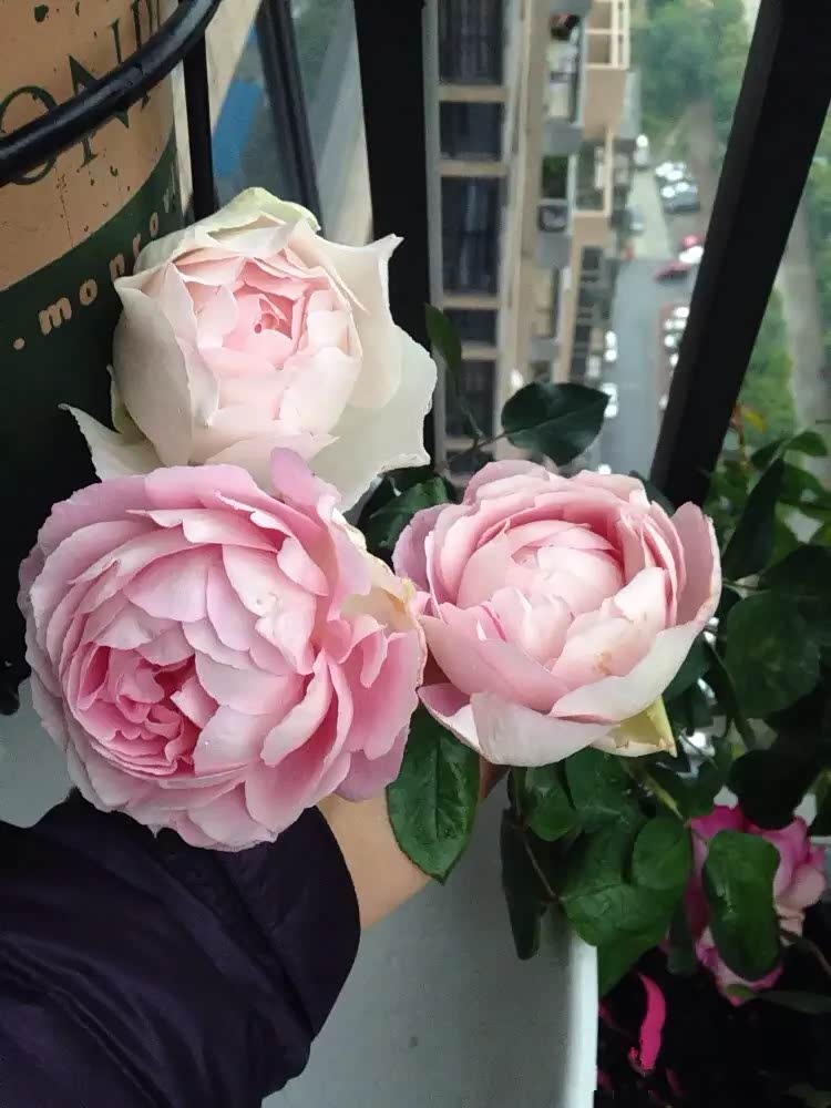 月季花伊芙钱特玛丽著名的香花品种