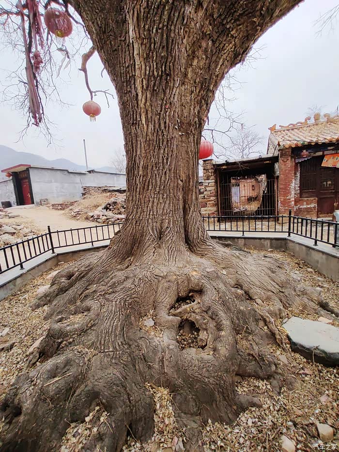 井陉水峪村1400年盘根错节古槐树根深蒂固