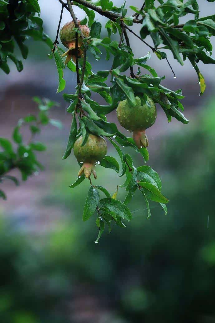 湖州的梅雨季,总是那么诗情画意