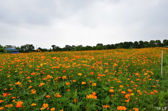 南昌赣博车友会520一周年庆活动现场花海
