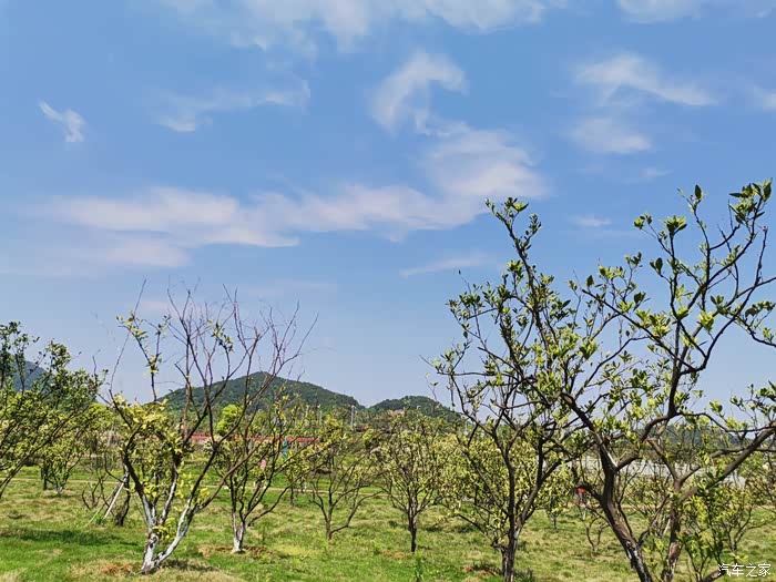 树枝也探出头来,春风告诉它春天到了.