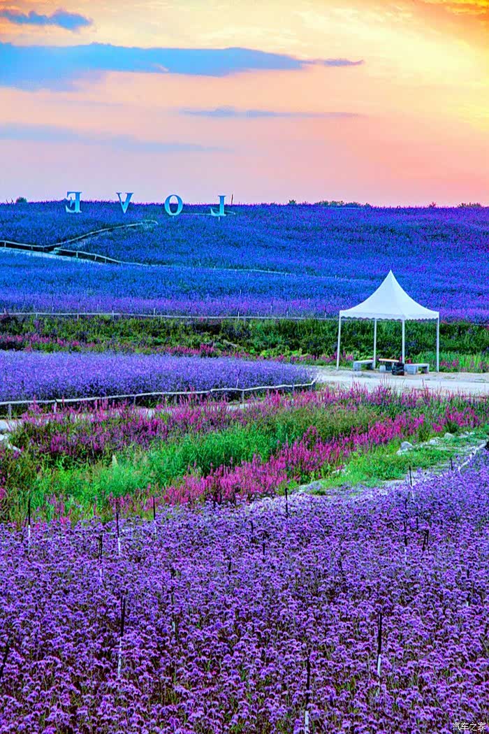 【图】美出天际的艾伊薰衣草庄园_东南dx3论坛_汽车之家论坛