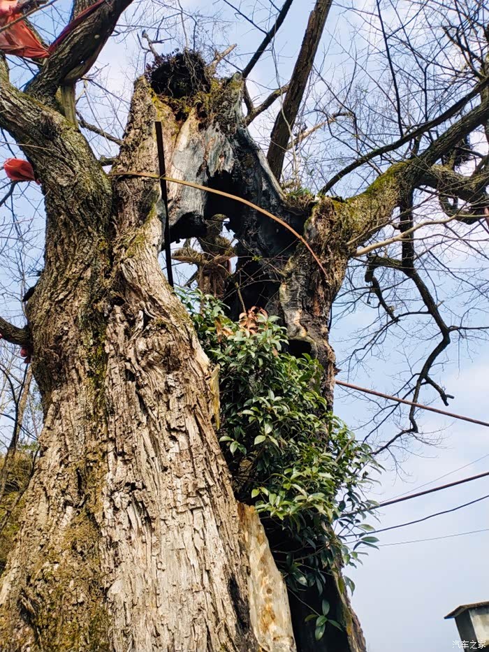 枯藤老树哈二深在树下