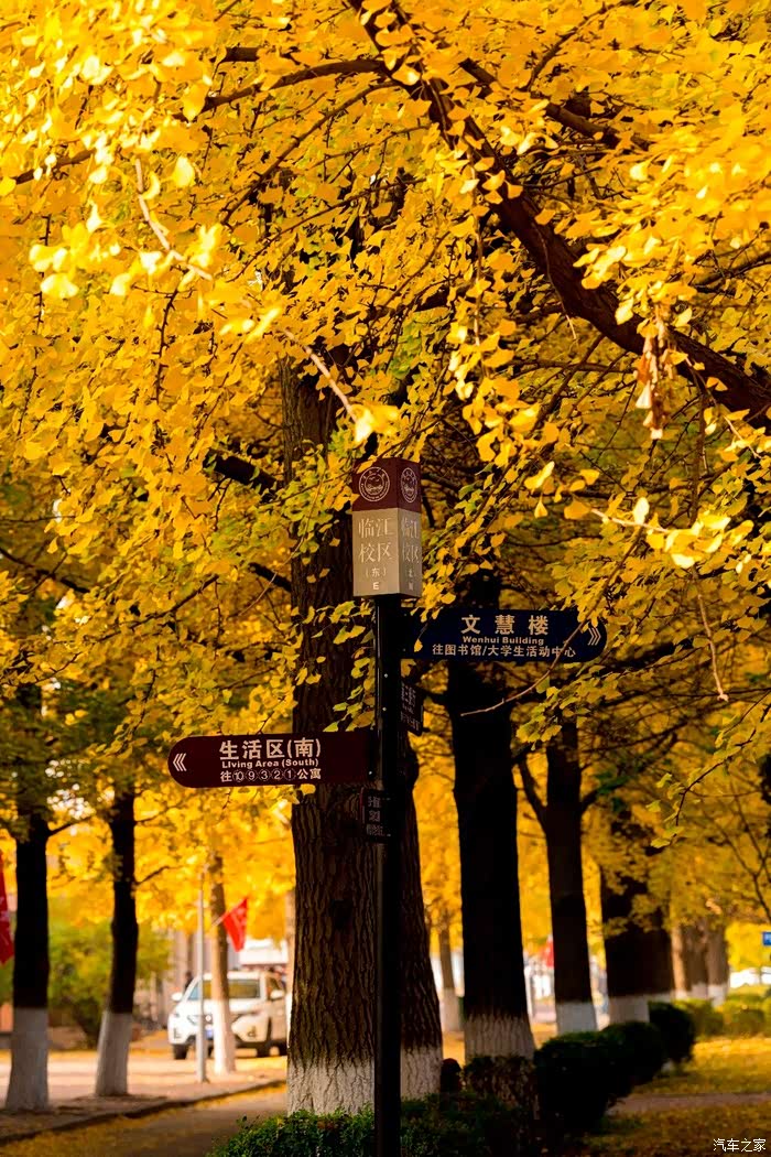 11月初自驾丹东拍银杏,画面太美