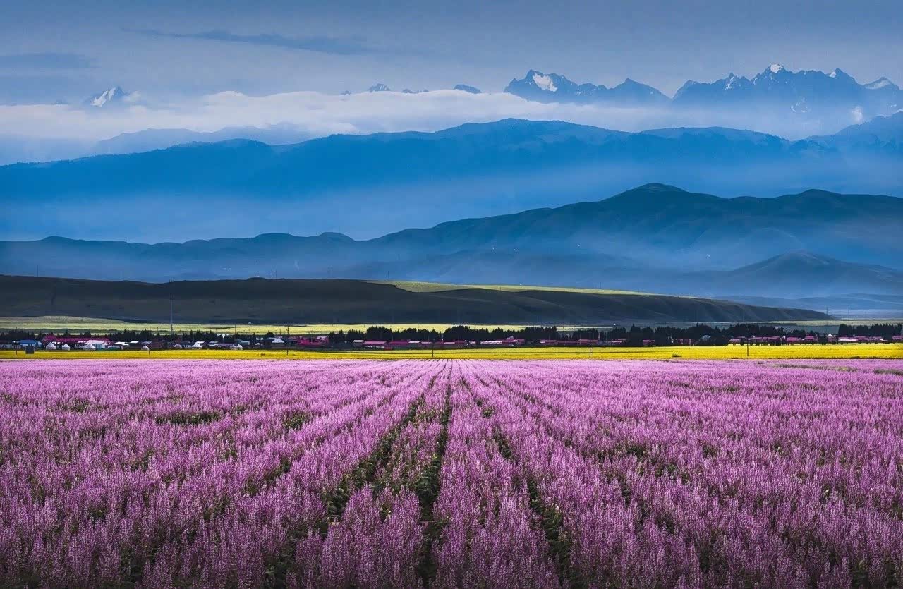 七月,当伊犁河谷的薰衣草一开,伊犁霍城空气里都弥漫浪漫的味道
