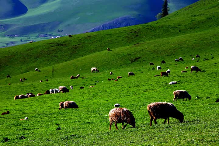 青青草原的自然风光绿色好心情牛羊成群