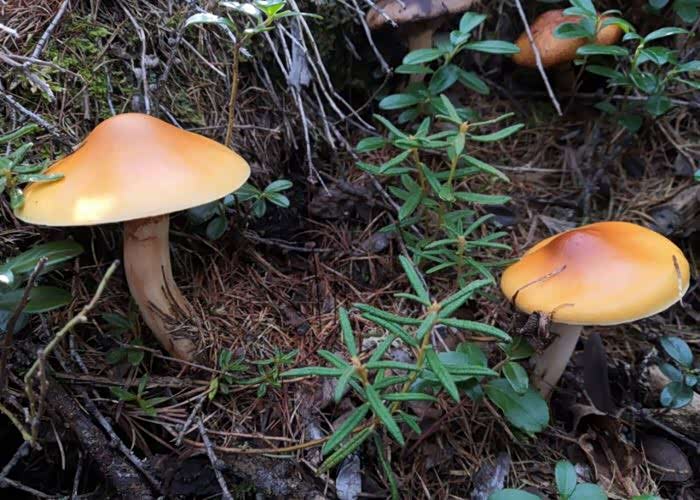 中国冷极根河满山遍野的野生蘑菇.