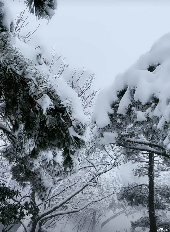 冬季到黄山看雪松