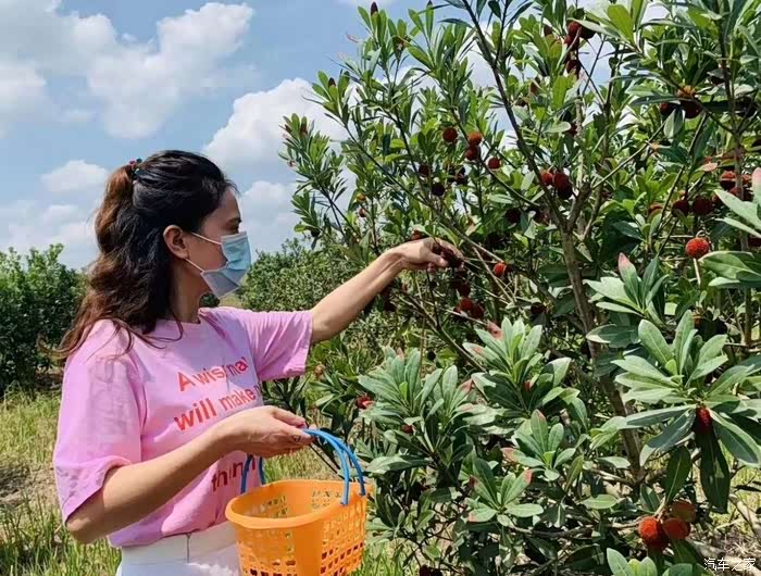 云逸做完小保养再去摘杨梅
