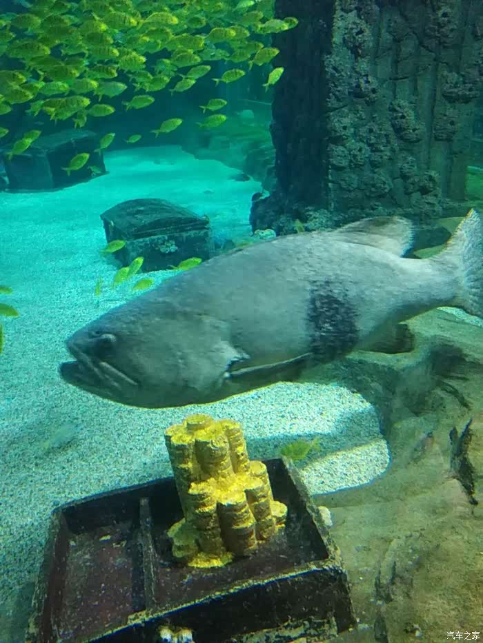 看到没,这个鱼在这里显好,感觉有一百多斤重.