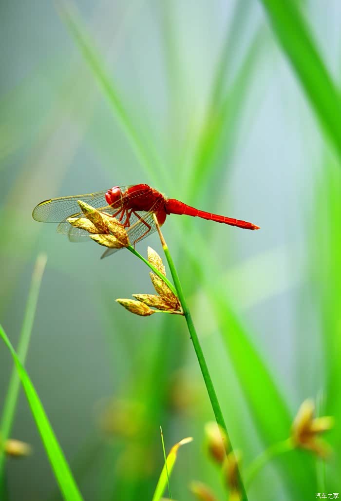 蜻蜓飞啊摄于奥林匹克公园