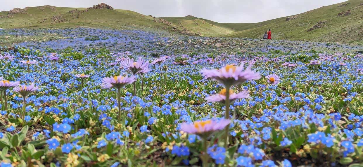 三江源上的蓝色绿绒蒿象高原精灵一样的神奇植物