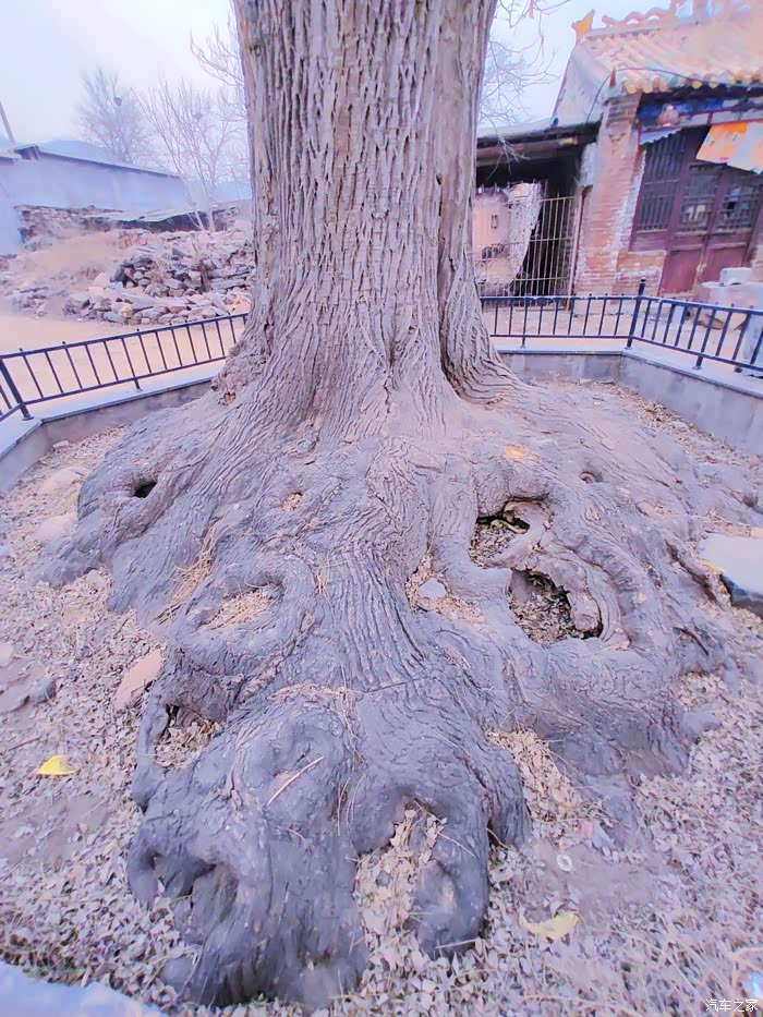 井陉水峪村1400年盘根错节古槐树根深蒂固