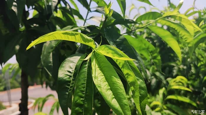 我们去桃花山打望