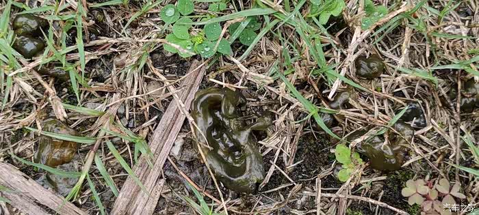 万物复苏送福利捡地藓皮最爱吃的家乡野菜