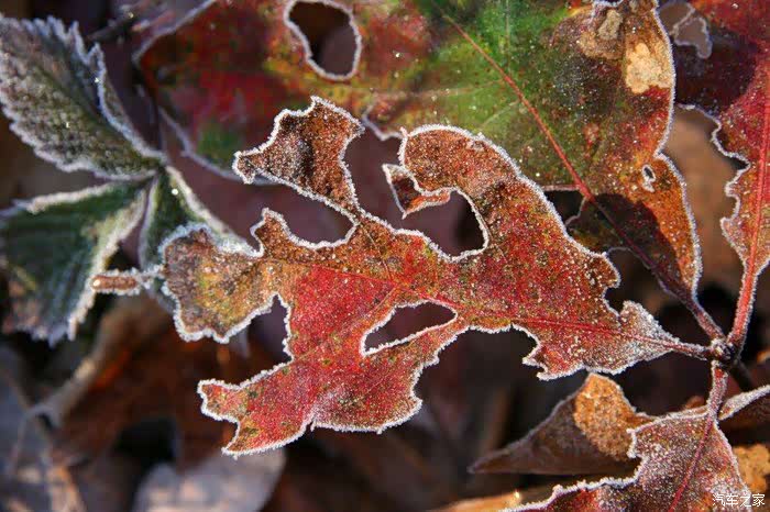 夜深人静无一事一庭霜叶一窗风