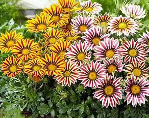 非洲小雏菊开的真不错,花色挺特别.