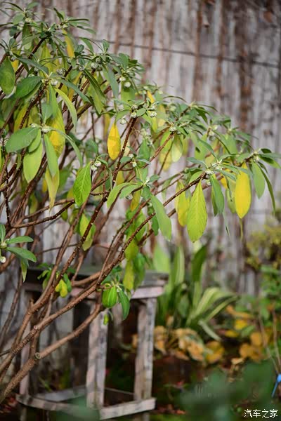 结香的花苞早就冒出来了,过几天叶子该全落光了