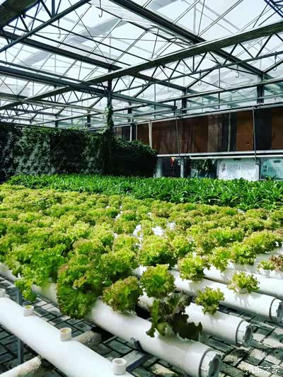 这个水培蔬菜还挺有意思无土栽培有新意其他真没啥拍几张照片就出来